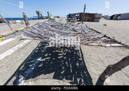 Le pinne di squalo di essiccazione al sole da squalo locale pescatore sul punto Belcher, Isola di Magdalena, BCS, Messico. Foto Stock