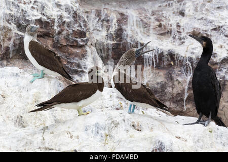 Adulto blu-footed boobies, Sula nebouxii, su Isla Rasa, Baja California, Messico. Foto Stock