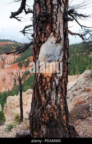 Corteccia su una ponderosa pine (Pinus Flexilis) nel Parco Nazionale di Bryce Canyon, Utah, Stati Uniti d'America. Foto Stock