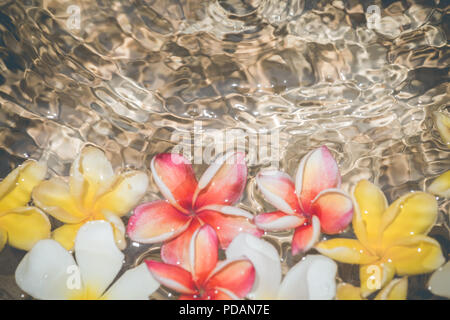 Il Frangipani fiori tropicali colorati profumo sul trattamento delle acque in salute spa è illustrato e incollare il testo. Foto Stock