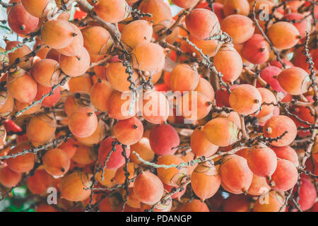 Noci di arec Palm o di betel dado palm un impianto palmae famiglia la crescente popolarità in Asia Foto Stock