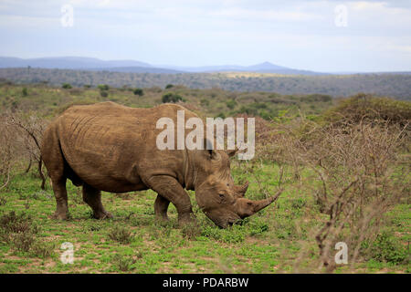 Rinoceronte bianco, maschio adulto, Hluhluwe Umfolozi Nationalpark, Hluhluwe iMfolozi Nationalpark, KwaZulu Natal, Sud Africa, Africa, Ceratotherium simum Foto Stock