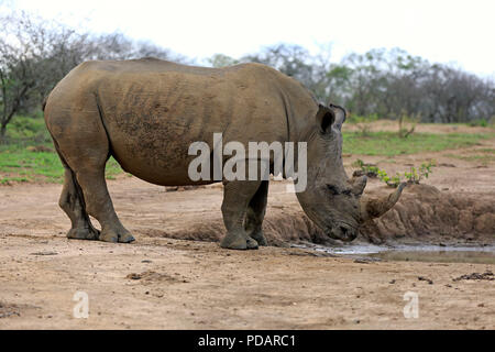 Rinoceronte bianco, a waterhole bere, Hluhluwe Umfolozi Nationalpark, KwaZulu Natal, Sud Africa, Africa, Ceratotherium simum Foto Stock