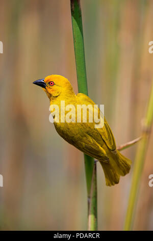 Tessitore di giallo, maschio adulto, Saint Lucia Estuary, Isimangaliso Wetland Park, Kwazulu Natal, Sud Africa, Africa, Ploceus subaureus Foto Stock