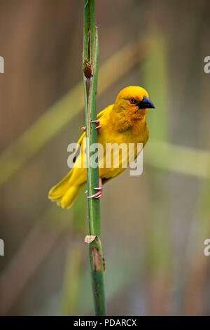 Tessitore di giallo, maschio adulto, Saint Lucia Estuary, Isimangaliso Wetland Park, Kwazulu Natal, Sud Africa, Africa, Ploceus subaureus Foto Stock