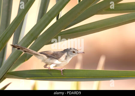 Caspian Reed trillo Foto Stock