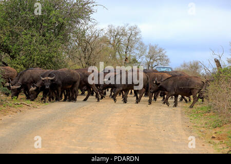 Bufalo africano, allevamento attraversamento stradale, Hluhluwe Umfolozi Nationalpark, Hluhluwe iMfolozi Nationalpark, KwaZulu Natal, Sud Africa, Syncerus caffer Foto Stock