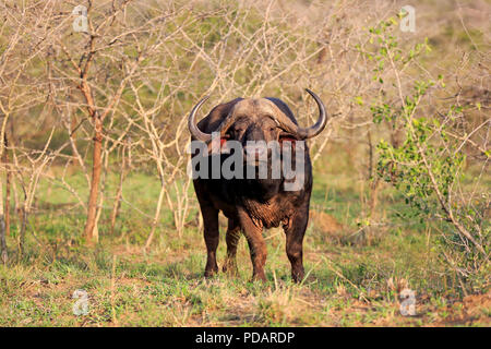 Bufalo africano, adulto, Hluhluwe Umfolozi Nationalpark, Hluhluwe iMfolozi Nationalpark, KwaZulu Natal, Sud Africa, Africa, Syncerus caffer Foto Stock