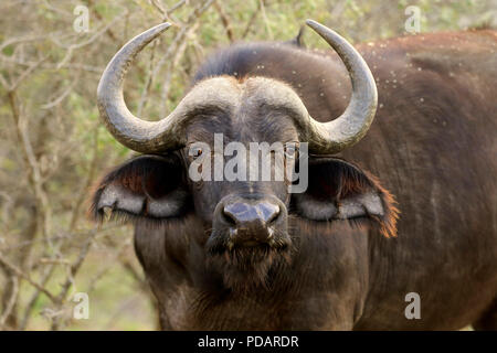 Bufalo africano, adulto, Hluhluwe Umfolozi Nationalpark, Hluhluwe iMfolozi Nationalpark, KwaZulu Natal, Sud Africa, Africa, Syncerus caffer Foto Stock