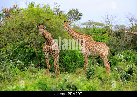 Cape Giraffe, due subadults, Saint Lucia Estuary, Isimangaliso Wetland Park, Kwazulu Natal, Sud Africa, Africa Giraffa camelopardalis giraffa Foto Stock