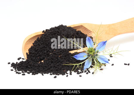 Pianta medicinale Nigella sativa, cumino nero, anche noto come cumino nero, nigella Foto Stock