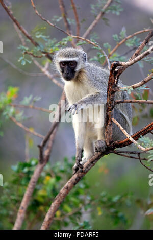 Vervet monkey, giovane, Hluhluwe Umfolozi Nationalpark, Hluhluwe iMfolozi Nationalpark, KwaZulu Natal, Sud Africa, Africa, Chlorocebus pygerythrus Foto Stock