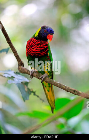 Rainbow Lorikeet, adulto su albero, Australia, Trichoglossus haematodus Foto Stock