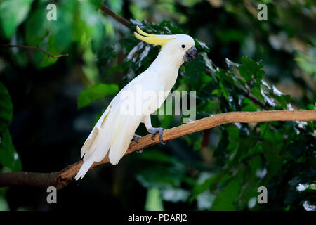 Zolfo-crested Cockatoo, adulti sul ramo, Australia, Cacatua galerita Foto Stock