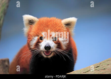 Panda rosso, adulti su albero verticale, Asia, Ailurus fulgens fulgens Foto Stock