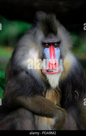 Mandrill, maschio adulto ritratto, Africa, Mandrillus sphinx Foto Stock