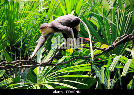 Douc Langur, adulto, Asia Pygathrix nemaeus Foto Stock