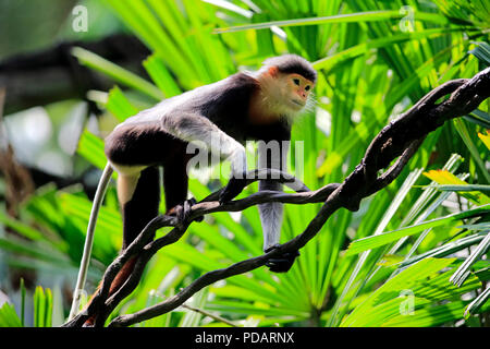 Douc Langur, adulto, Asia Pygathrix nemaeus Foto Stock