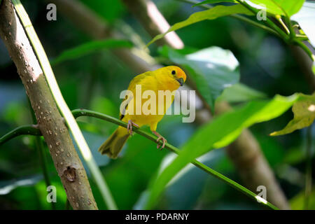 Lo zafferano Finch, femmina adulta sull albero, Sud America, Sicalis flaveola Foto Stock