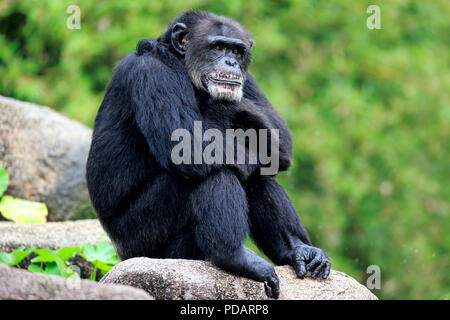 Scimpanzé, maschio adulto rilassato, Africa, Pan troglodytes troglodytes Foto Stock