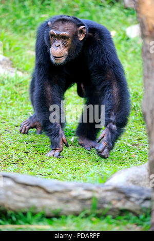 Scimpanzé, maschio adulto a piedi, Africa, Pan troglodytes troglodytes Foto Stock