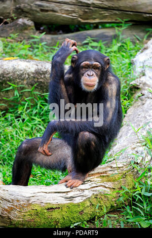 Scimpanzé, subadult, Africa, Pan troglodytes troglodytes Foto Stock