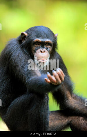 Scimpanzé, subadult accattonaggio ritratto, Africa, Pan troglodytes troglodytes Foto Stock