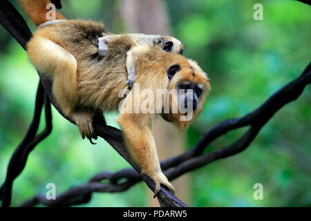 Nero scimmia urlatrice, femmina adulta con i giovani sul retro, Sud America, Alouatta caraya Foto Stock