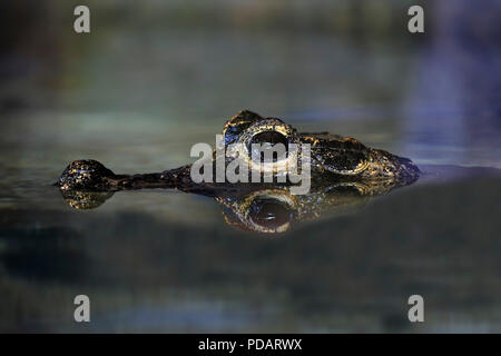 Coccodrillo nana, adulto, Africa, Osteolaemus tetraspis Foto Stock