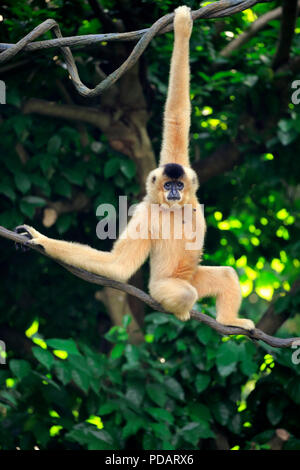 Giallo Cheeked Gibbon, femmina adulta, Asia, Nomascus gabriellae Foto Stock