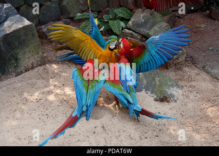 Combattimenti rosso-verde pappagalli ara chloropterus e blu-giallo Macaw Ara Ararauna, Parco Nazionale di Iguazu, Stato di Parana, Brasile Foto Stock