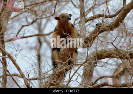 Southern Tamandua o anteater a collare o minore anteater Tamandua tetradactyla arrampicata su un albero, Pantanal, Mato Grosso, Brasile Foto Stock