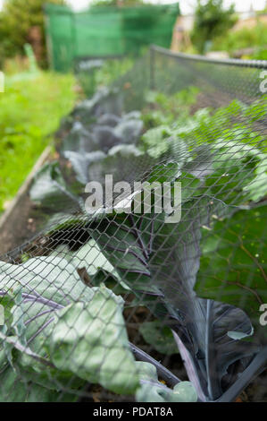 Cavolo sotto il netting a un riparto garden, Regno Unito. Foto Stock