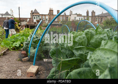 Brassicas che crescono sotto rete su un giardino di assegnazione a Edimburgo. Foto Stock