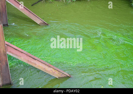 Contaminati da microrganismi flusso di acqua in summe. Foto Stock