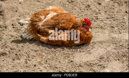 Pollo alla spiaggia, pronte per essere bene arrostiti Foto Stock