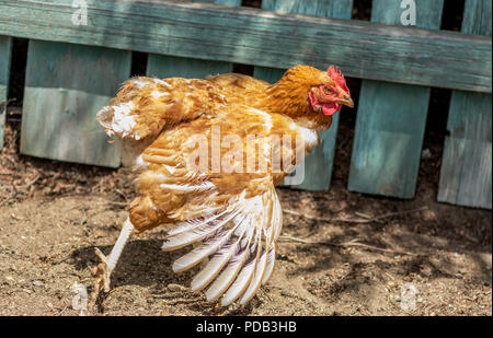 Stretching di pollo su un bel pomeriggio di sole Foto Stock