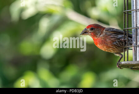 House Finch cercando sul lato mentre mangia semi Foto Stock