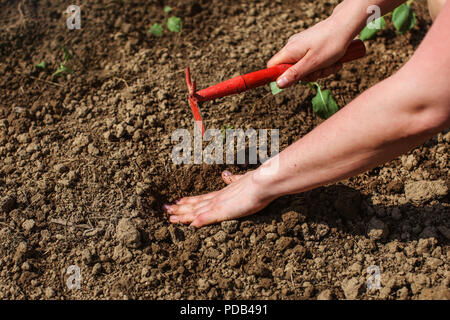 Dettagli sulla donna mano, foro di scavo con piccola zappa grub per piantare le piantine in giardino. Foto Stock