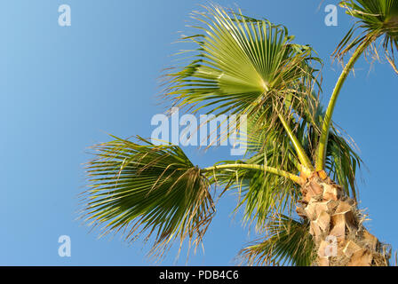 Bel cielo azzurro con palm presa dal basso, di un concetto per la stagione estiva, vacanza tropicale, spazio di copia Foto Stock