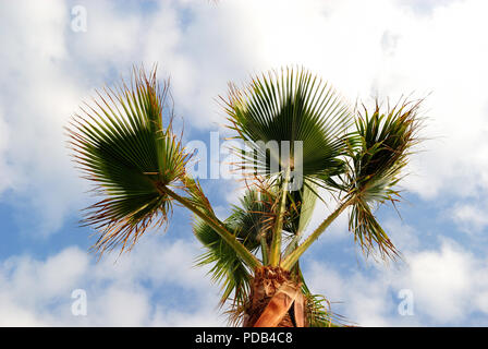 Palm tree presa dal basso con il cielo blu e nuvole bianche, concetto per l'estate, vacanze tropicale, spazio di copia Foto Stock