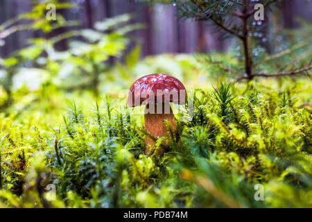 Wet singola foresta marrone bay bolete funghi nel muschio ed erba circondato da alberi in autunno durante la pioggia Foto Stock
