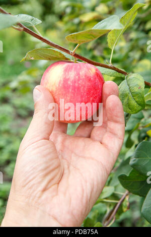 Giardiniere raccolta a mano mela rossa Femmina raggiunge la mano per le mele sulla struttura ad albero Foto Stock