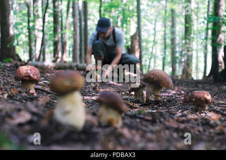 L'uomo raccogliere i funghi Foto Stock