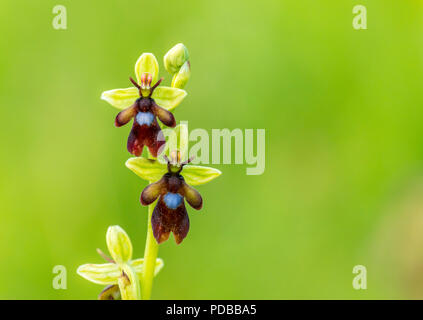 Una rara orchidea Fly (Ophrys insectifera). Nativo di una rara orchidea selvatica in Park Gate verso il basso la riserva naturale, Kent. Foto Stock