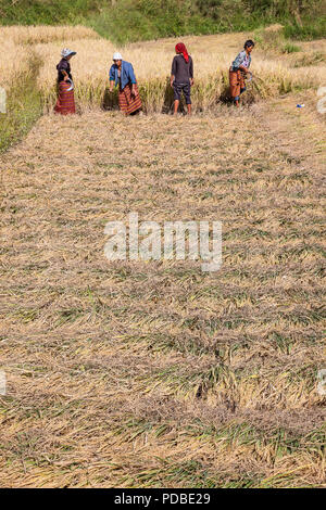 I contadini la mietitura del riso a mano con Falci, Pana village, Bhutan. Foto Stock