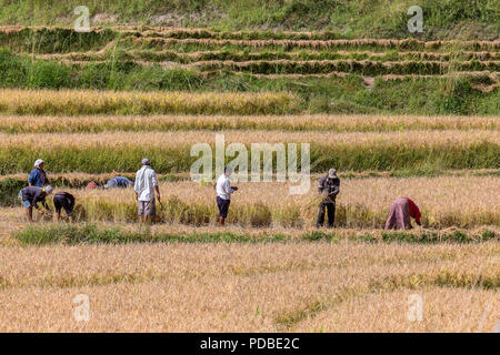 I contadini la mietitura del riso a mano con Falci, Pana village, Bhutan. Foto Stock