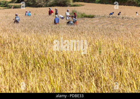 I contadini la mietitura del riso a mano con Falci, Pana village, Bhutan. Foto Stock