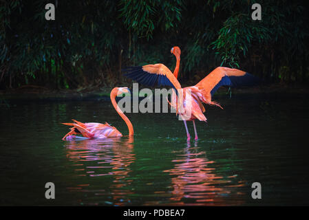 Due fenicotteri dei Caraibi in un lago Foto Stock