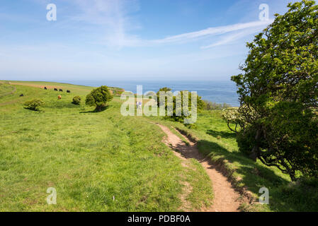 Walkers sul modo di Cleveland sentiero costiero vicino a Kettleness, Whitby, North Yorkshire, Inghilterra. Una soleggiata giornata di primavera. Foto Stock